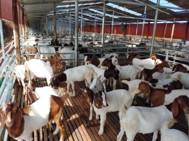 Ăn thịt dê có tác dụng gì? 9 tác dụng của thịt dê ít người biết