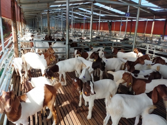 Ăn thịt dê có tác dụng gì? 9 tác dụng của thịt dê ít người biết